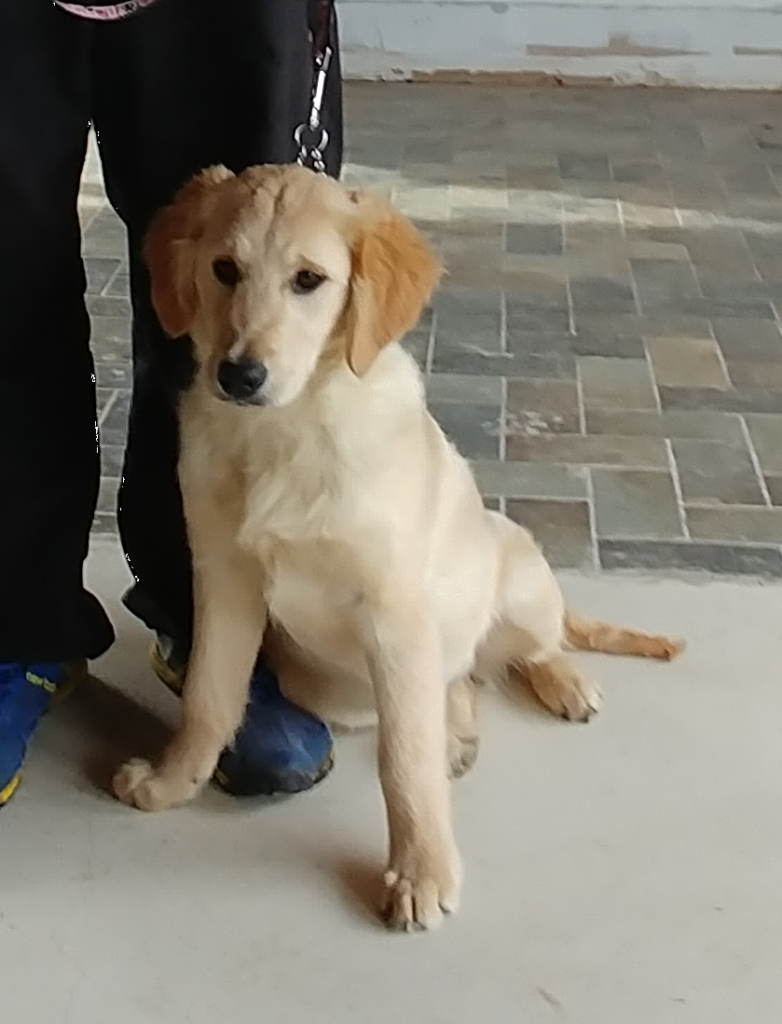 This is Rose, a young Golden Retriever who was recently trained and ready for service.