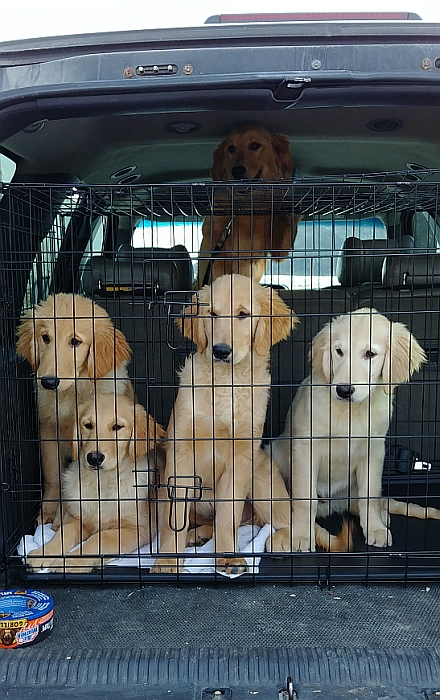 Rose with other Golden Retriever pups